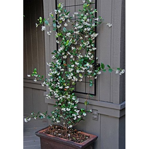 AMPLEX Confederate Jasmine Vine Live Plant, 3 gallon, Creeping Vine