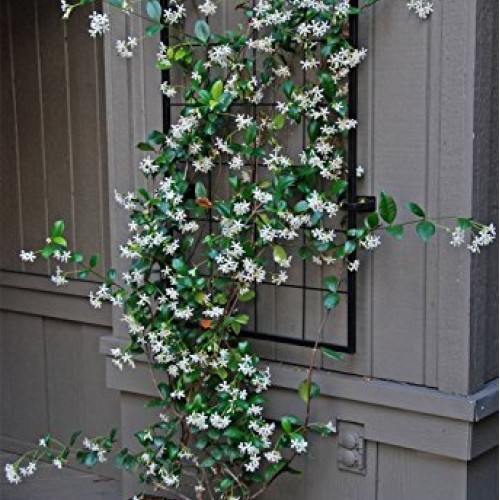 AMPLEX Confederate Jasmine Vine Live Plant, 3 gallon, Creeping Vine