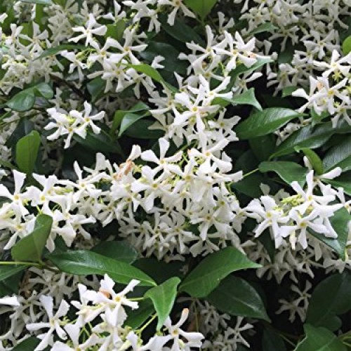 AMPLEX Confederate Jasmine Vine Live Plant, 3 gallon, Creeping Vine