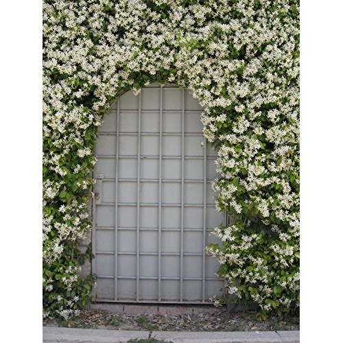 AMPLEX Confederate Jasmine Vine Live Plant, 3 gallon, Creeping Vine