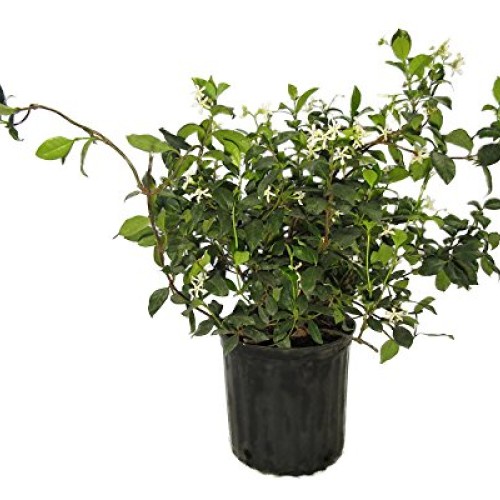 AMPLEX Confederate Jasmine Vine Live Plant, 3 gallon, Creeping Vine