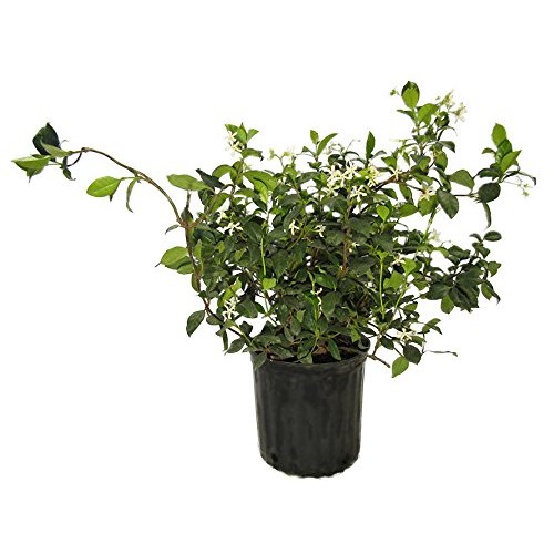 AMPLEX Confederate Jasmine Vine Live Plant, 3 gallon, Creeping Vine