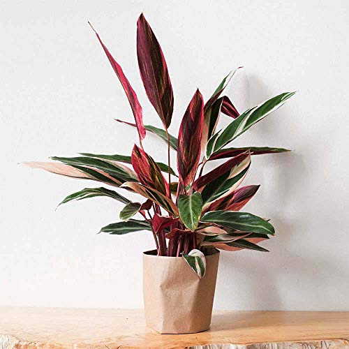 Stromanthe Easy-to-Grow Live Prayer Plant, 6 Pot, Indoor/Outdoor ...