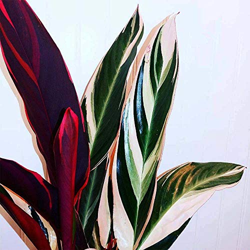 Stromanthe Easy-to-Grow Live Prayer Plant, 6 Pot, Indoor/Outdoor ...
