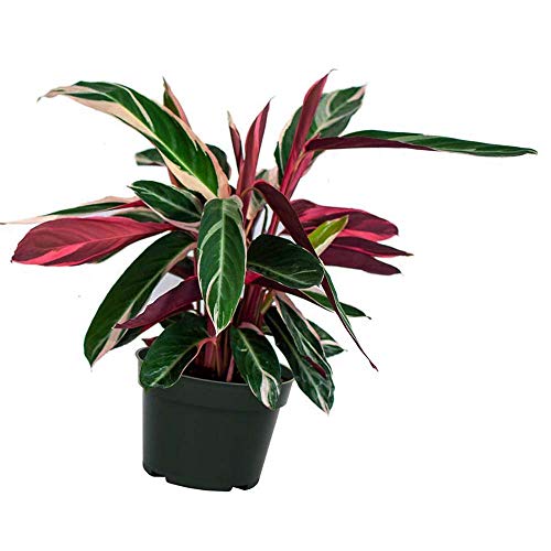 Stromanthe Easy-to-Grow Live Prayer Plant, 6 Pot, Indoor/Outdoor ...