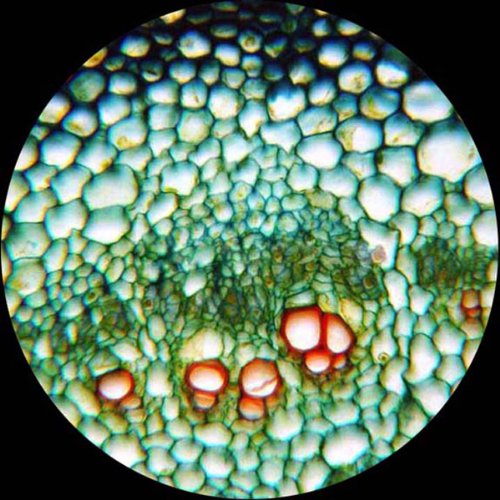 AmScope M158C-2L-E1 Digital Cordless Compound Monocular Microscope...