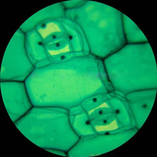 AmScope M220-E Digital Monocular Compound Microscope, WF10x Eyepie...