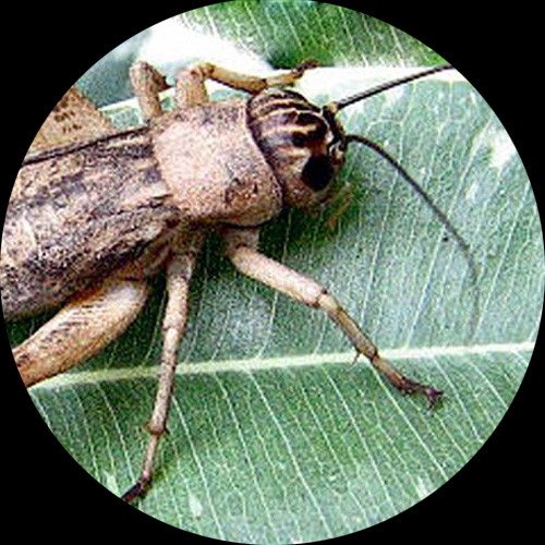 AmScope SE305R-PX-MT Digital Forward-Mounted Binocular Stereo Micr...