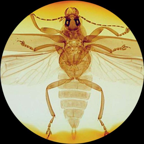 AmScope SE306-AZ-E2 Digital Binocular Stereo Microscope, WF10x and...