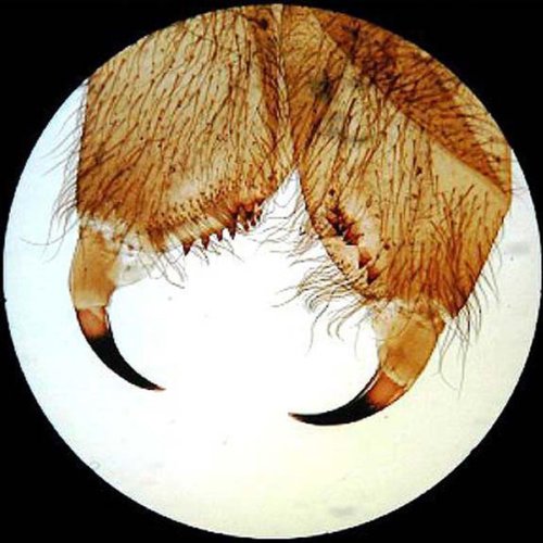 AmScope SE306-PZ Binocular Stereo Microscope, WF10x and WF20x Eyep...