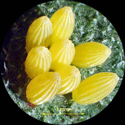 AmScope SE400-Z Professional Binocular Stereo Microscope, WF10x an...