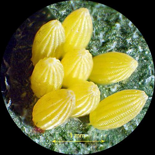 AmScope SW-2T24X Trinocular Stereo Microscope, WH10x Eyepieces, 10...