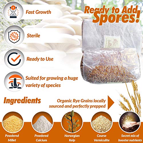 Ancient Path Naturals 6 x Rye Berries Mushroom Spawn Grow Bags Rye...