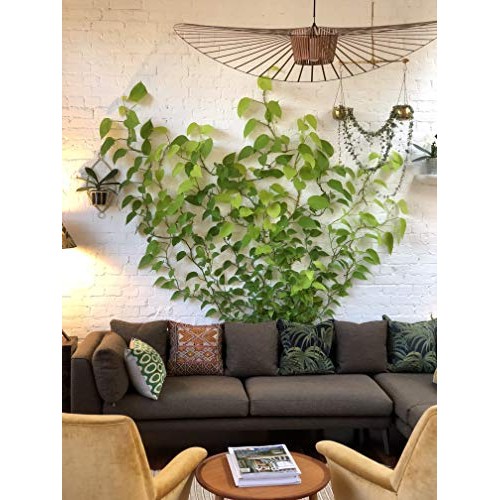 Plant Fixer,Invisible Wall Vines Fixture,Plant Climbing Wall Fixtu...