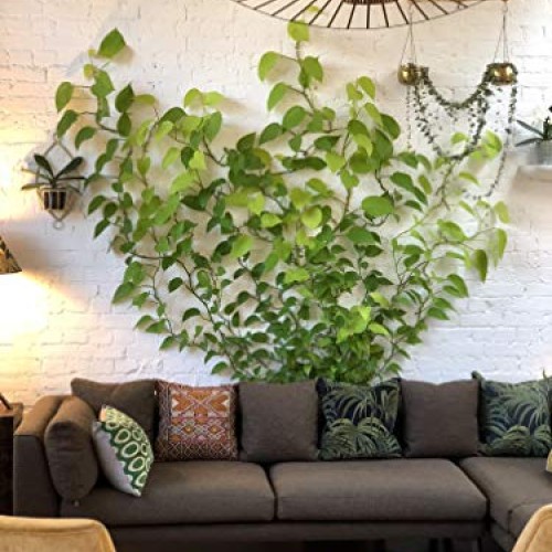Plant Fixer,Invisible Wall Vines Fixture,Plant Climbing Wall Fixtu...
