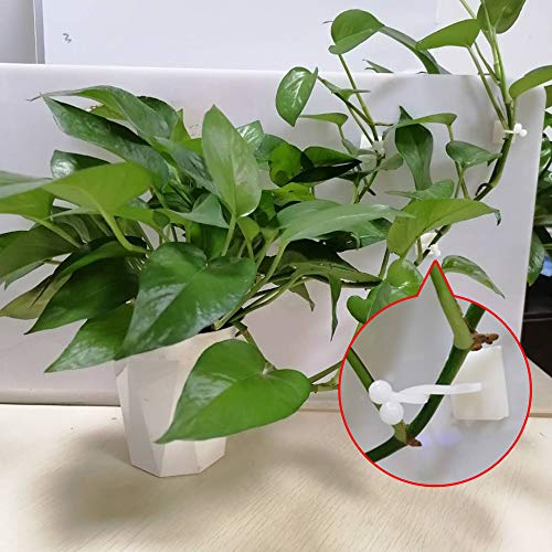Plant Fixer,Invisible Wall Vines Fixture,Plant Climbing Wall Fixtu...