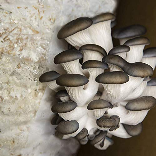 Mushroom Growing Kits Grow Bags Mushroom Spawn Grow Bags Sealable ...