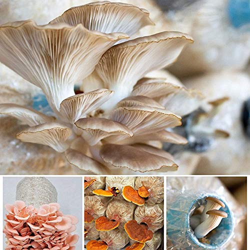 Mushroom Growing Kits Grow Bags Mushroom Spawn Grow Bags Sealable ...