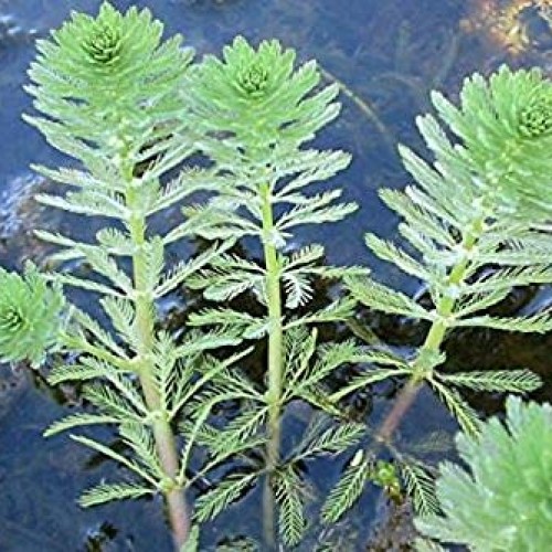 Parrot Feather Bunch - 5 Stem Plants - Water Garden Live Pond Plant
