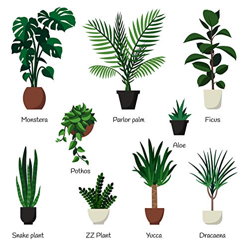 Indoor Plant Food Slow-Release Pellets All-purpose House Plant F...