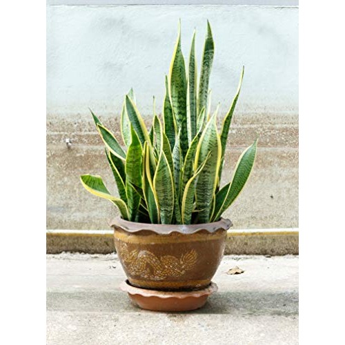 Indoor Plant Food Slow-Release Pellets All-purpose House Plant F...