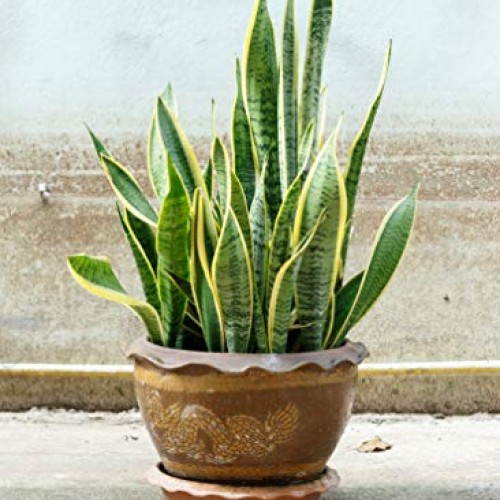 Indoor Plant Food Slow-Release Pellets All-purpose House Plant F...