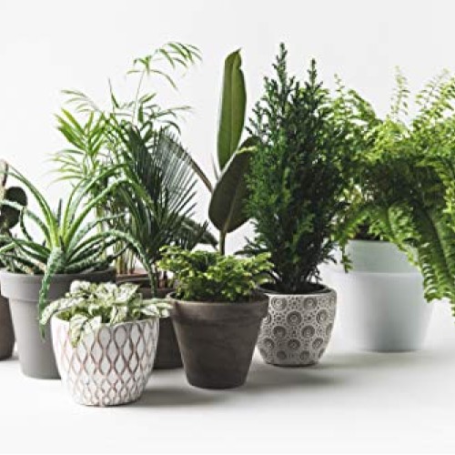 Indoor Plant Food Slow-Release Pellets All-purpose House Plant F...