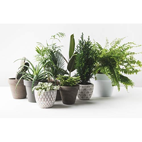 Indoor Plant Food Slow-Release Pellets All-purpose House Plant F...