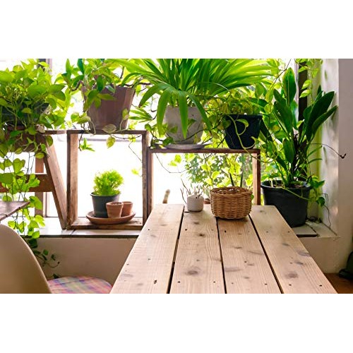 Indoor Plant Food Slow-Release Pellets All-purpose House Plant F...