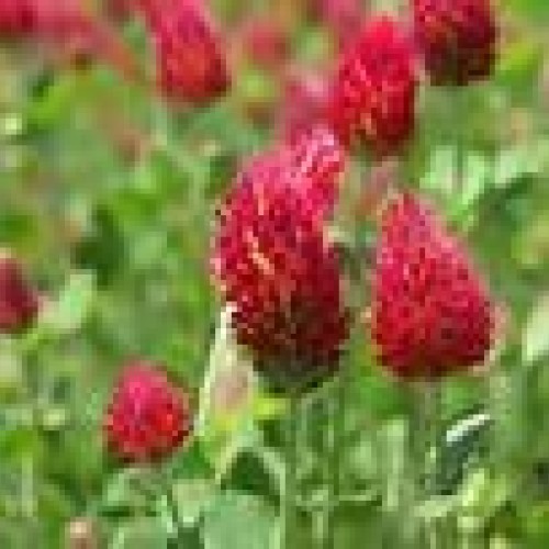 CRIMSON CLOVER SEED 5 LB Cover Crop, Pasture, Lawns, Wildlife Attr...