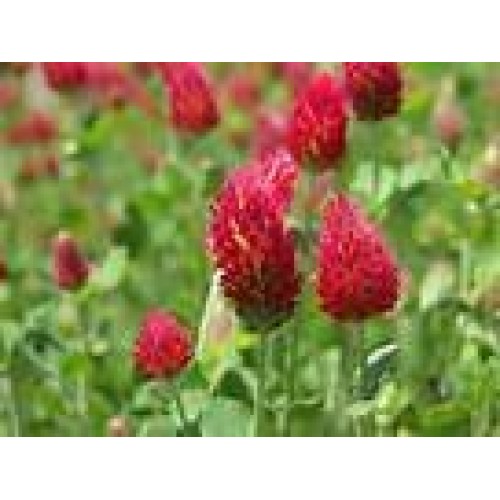 CRIMSON CLOVER SEED 5 LB Cover Crop, Pasture, Lawns, Wildlife Attr...