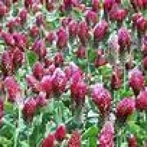 CRIMSON CLOVER SEED 5 LB Cover Crop, Pasture, Lawns, Wildlife Attr...
