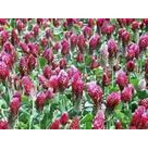 CRIMSON CLOVER SEED 5 LB Cover Crop, Pasture, Lawns, Wildlife Attr...