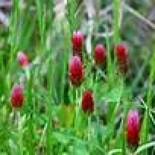 CRIMSON CLOVER SEED 5 LB Cover Crop, Pasture, Lawns, Wildlife Attr...
