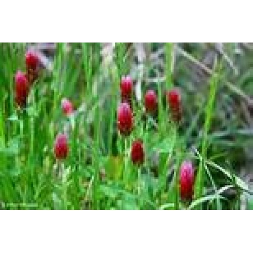 CRIMSON CLOVER SEED 5 LB Cover Crop, Pasture, Lawns, Wildlife Attr...