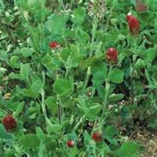 CRIMSON CLOVER SEED 5 LB Cover Crop, Pasture, Lawns, Wildlife Attr...
