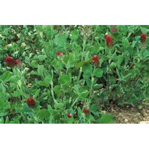 CRIMSON CLOVER SEED 5 LB Cover Crop, Pasture, Lawns, Wildlife Attr...