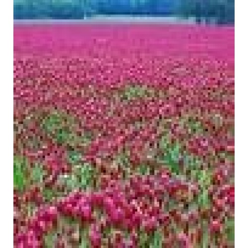 CRIMSON CLOVER SEED 5 LB Cover Crop, Pasture, Lawns, Wildlife Attr...