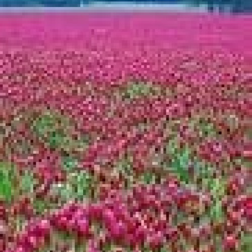 CRIMSON CLOVER SEED 5 LB Cover Crop, Pasture, Lawns, Wildlife Attr...