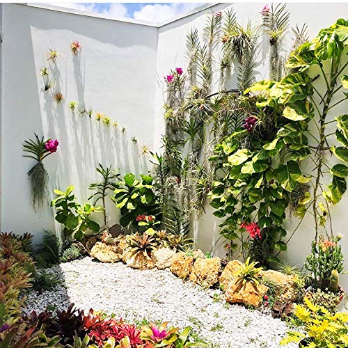 Air Plant Holder for Vertical Garden 5 Pack Air Plants House Plant...