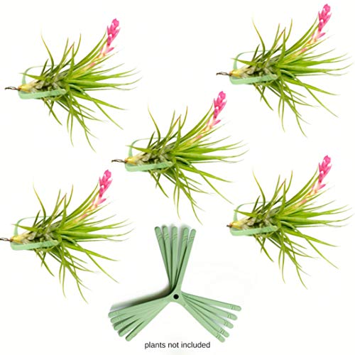 Air Plant Holder for Vertical Garden 5 Pack Air Plants House Plant...