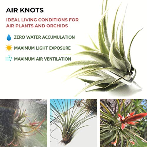 Air Plant Holder for Vertical Garden 5 Pack Wall Planter for House...