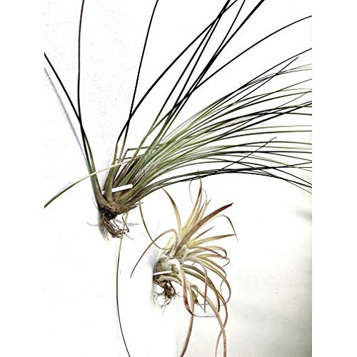 Air Plant Holder for Vertical Garden 5 Pack Wall Planter for House...