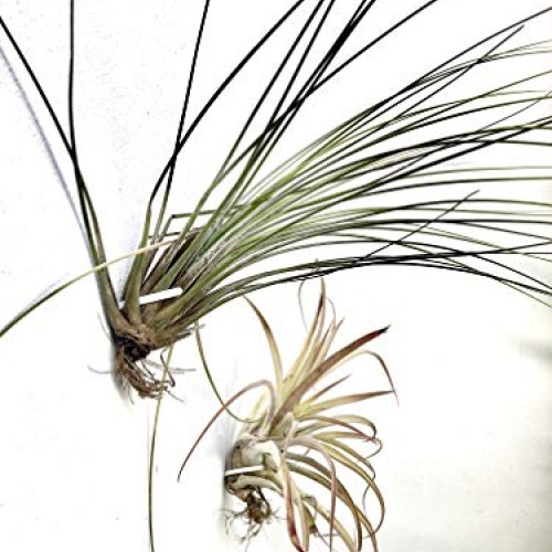 Air Plant Holder for Vertical Garden 5 Pack Wall Planter for House...