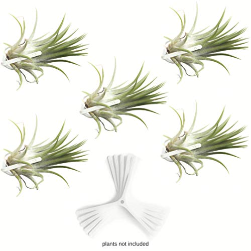 Air Plant Holder for Vertical Garden 5 Pack Wall Planter for House...