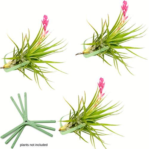 ArtAK Orchid and Air Plant Holders Set of 3 Air Knots Tree and Wal...