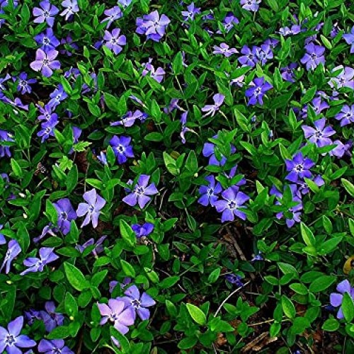 AstarXpress 50 bareroots Creeping Myrtle Vinca Minor Periwinkle Gr...