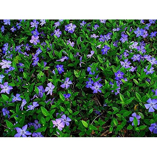 AstarXpress 50 bareroots Creeping Myrtle Vinca Minor Periwinkle Gr...