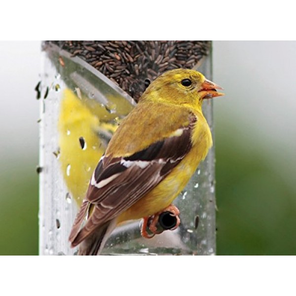 Audubon Park 12222 Nyjer/Thistle Seed Wild Bird Food, 4.75-Pounds
