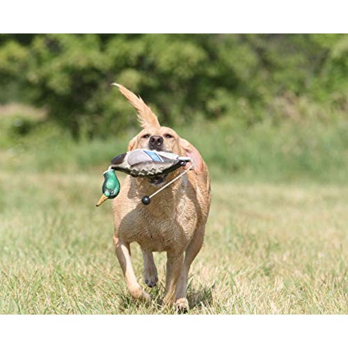 Avery EZ Bird Mallard